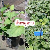 ราคา ต้นพลูคาว มีรสเผ็ดคาว แก้กามโรค ทำให้น้ำเหลืองแห้ง ทำให้แผลแห้ง แก้เข่าข้อ แก้โรคผิวหนังทุกชนิด (15068619826)