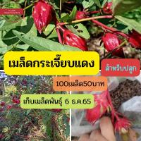 ราคา เมล็ดพันธุ์กระเจี๊ยบแดง 100เมล็ด50บาท สำหรับปลูก กระเจี๊ยบแดง กระเจี๊ยบ กระเจี๊ยบแดง Rosella Jamaican sorel Roselle Rozelle Sorrel Red sorrel Kharkade Karkade Vinuela Cabitutu (17103214761)