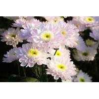 ราคา เมล็ดดอกเบญจมาศ คละสี เมล็ดดอกไม้ 50 เมล็ด 20 บาท ราคาถูกที่สุด (5949350235)