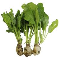 ราคา สลัดร็อกเก็ต ไฮโดรโปนิกส์ สด สะอาด รับประกันคุณภาพ (15036632464)