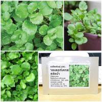 ราคา เมล็ดพันธุ์ วอเตอร์เครส สลัดน้ำ Watercress Seed 500 เมล็ด คุณภาพดี ราคาถูก ของแท้ (6495856174)