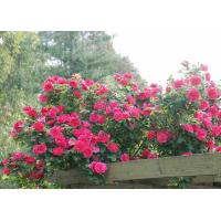 ราคา 12 Climber Roses Seeds เมล็ดกุหลาบ ต้นไม้ประดับบ้าน กุหลาบเลื้อย สายพันธุ์ Titian ดอกสีแดง (20648630336)