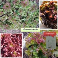 ราคา เมล็ดผักกาดหอมเพอเพิล 80 เมล็ด ซื้อ10แถม1 คละได้ (15789720899)