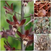 ราคา ว่านพญาอึ่ง ชุด 6 หัว เมตตามหานิยม ค้าขายรวย เป็นไม้ประดับ กล้วยไม้ดิน (13921117080)