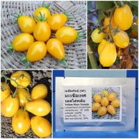 ราคา เมล็ดพันธุ์ มะเขือเทศ เยลโล่พลัม Yellow Plum Tomato Seed 30 เมล็ด คุณภาพดี ราคาถูก ของแท้ (9505445192)