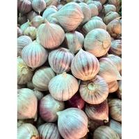 ราคา กระเทียมโทนสด ถุง 1kg (20543934025)