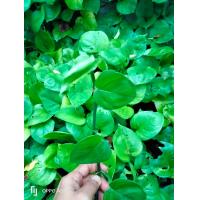 ราคา พลูแอปเปิลเขียว 1กิ่ง ปลูกในน้ำได้ พลูด่างแอปเปิล พลูแอปเปิล พลูด่าง (16421289414)