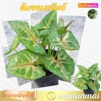ราคา ต้นออมทรัพย์ กระถาง 3 นิ้ว ส่งพร้อมกระถาง (21288580435)