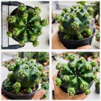 ราคา ยิมโนแม่ลูกดก Gymnocalycium anisitsii damsii cactus กระบองเพชร แคคตัส (20419761940)