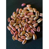 ราคา 10 เมล็ดอินทผาลัมแท้ อินทผาลัมสายพันธุ์เมดจูน Seed date palm Medjool เมล็ดแท้จากต้นเพาะเนื้อเยื้อ (12121854945)