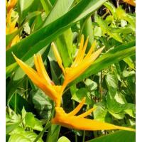 ราคา เบิร์ดอออฟพาราไดซ์ 4สี ให้เลือก ต้นอ่อนต้นแก่ตัดใบล้างราก ธรรมรักษา ก้ามกุ้ง ปักษาสวรรค์ หน่อ เหง้า เฮลิโคเนีย เบิร์ด (12831521748)