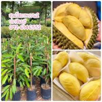 ราคา ทุเรียนพันธุ์หมอนทอง สูง 80 cm แข็งแรงพร้อมปลูก (14626260000)