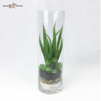 ราคา ต้นไม้ประดิษฐ์ สวนโหลแก้ว เทอราเรี่ยม Artificial terrarium plants (3427310064)