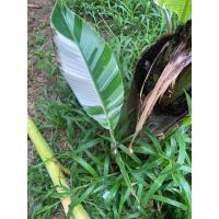 ราคา กล้วย แดงอินโด กล้วยทรงคุณค่า ปลูกประดับสวยงาม (18825613620)