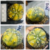 ราคา แอสโตรไฟตั้ม ด่าง Astrophitum กระบองเพชร แคคตัส (19782958227)