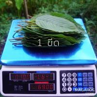 ราคา ราคาถูกที่สุด กระท่อม ใบกระท่อม สมุนไพร สด สะอาด ปราศจากยาฆ่าแมลง เก็บสดจากต้นทุกใบ พร้อมส่ง (16169364963)