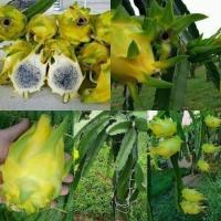 ราคา กิ่งพันธุ์แก้วมังกรอิสราเอล Yellow Dragon fruit from Israel ขึ้นชื่อว่าเป็นแก้วมังกรที่อร่อยที่สุดในโลก (7846731240)