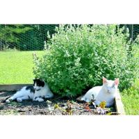 ราคา เมล็ดพันธุ์ แคทนิป ตำแยแมว สมุนไพรน้องแมว นำเข้า Catnip Seed บรรจุ 40 200 เมล็ด (20083820123)