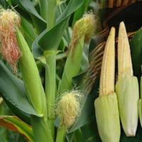 ราคา ข้าวโพดฝักอ่อน ถูกที่สุด 10 บ เมล็ดพันธุ์ข้าวโพดฝักอ่อน 20 200เมล็ด งอกง่าย โตไว ทานอร่อย (19104386416)