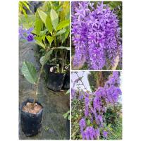 ราคา ต้นพวงครามออสเตรเลีย 1ต้น สูง30 45เซนติเมตร ขออนุญาตจัดส่งต้นพันธุ์ยังไม่ติดดอกนะคะ (15241235450)