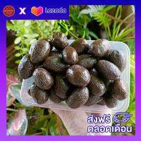 ราคา ส่งฟรี ส่งเร็ว สมอแช่อิ่มอบน้ำผึ้ง โบราณ สมอไทย 500กรัม 1 กิโล ส่งฟรีไม่มีเงื่อนไข สมอเชื่อม สมอดอง สมอแช่อิ่ม สมอไทย สมอจีน ผลไม้ดอง (16165087896)