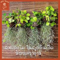 ราคา เดฟแตงโมลูกตีนเป็ด ห้อยเคราฤาษี (15963665592)