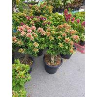 ราคา ต้นเฟื่องฟ้าสาวิตรี สีโอรส โชว์ราก ทรงบอนไซ จัดส่งพร้อมกระถาง (16930923995)