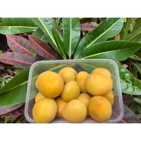 ราคา ท้อดองสามรส ท้อดอง 300 กรัม ท้อดอง พีช ผลไม้ดอง ผลไม้แช่อิ่ม (9708750948)