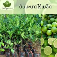 ราคา ต้นมะนาวไร้เมล็ด ต้นที่ทาบกิ่ง สูง 80 100 ซม มะนาวไร้เมล็ด ให้ผลผลิตสูง รสเปรี้ยว มีกลิ่นหอม (20877965307)