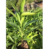 ราคา ต้นม่อนไข่ เซียนท้อ รสชาติ หอม ลูกใหญ่ ปลูกง่าย โตไว ขนาดต้นสูง 30 40ซม (8072896202)