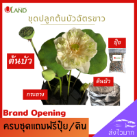ราคา Uland ชุดพร้อมปลูกต้นบัวฉัตรขาว ต้นบัว บัวฉัตรขาว บัวฉัตร ดอกบัวขาว บัวหลวง บัวไหว้พระ สวนบัว (9825426896)