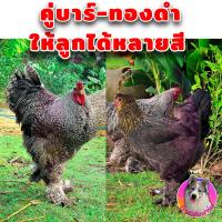 ราคา ไข่เชื้อ ไก่บราม่า คละสีเกรดสวย 2 ฟอง ไก่ยักษ์ Brahma เก็บทุกวัน ไม่เลือดชิด สวยแข็งแรงพ่อแม่คัดพันธุ์มาดี โครงสร้างสายประกวด (15061065689)
