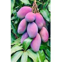 ราคา ต้นมะม่วงน้ำดอกไม้สีม่วงพันธุ์แท้ แบบเสียบยอด (18863264076)