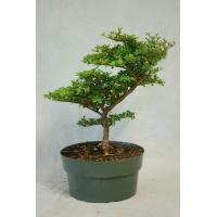 ราคา 20 เมล็ด เมล็ดหูกระจง หูกระจง Terminalia ivorensis ต้นหูกระจง แผ่บารมี หูกระจงแคระ ของแท้ 100 อัตรางอก 70 80 มีคู่มือปลูก ปลูกในกระถางได้ (8939219884)