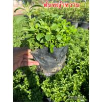 ราคา ต้นหญ้าหวานสมุนไพร ต้านโรคลดเบาหวาน (17406113714)