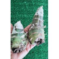 ราคา ว่านช้างผสมโขลง ขนาดใหญ่ พญาเทครัว กล้วยไม้ดิน ไม้มงคล ว่าน (12831604836)