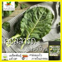 ราคา เมล็ดพันธุ์ คอลลาร์ด แชมป์เปี้ยน ปูเล่ฝรั่ง 300 เมล็ด Champion Collard seed เมล็ดพันธุ์แท้ นำเข้าจากต่างประเทศ ปลูกผัก (8543327904)