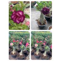 ราคา ชวนชม ดอกซ้อน สีม่วง แบล็ควินโด้ ชวนชมดอกสีม่วง กฝหายาก ชวนชมไม้สี ดอกซ้อนสวย ต้นไม้มงคล ชวนชม ไม้สีดอกซ้อนสวย สีสรร โดดเด่น ปลูกไว้ในบ้านจะทำให้คนในบ้านได้รับความนิยมชมชอบ มีเสน่ห์ มีชื่อเสียง ขนาดกร