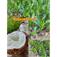 ราคา พันธุ์มะพร้าวกะทิ ต้นพันธุ์เตี้ยแท้ ชอบน้ำหวานอร่อย (20563508520)