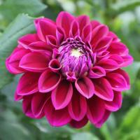 ราคา 1 เหง้า ชุุด รักเร่ Dahlia Bulb สายพันธุ์ Diva หัวรักเร่ ดอกไม้ ดอกรักเร่ เหง้า นำเข้า ยุโรป หัวสดใหม่ ผ่านการแช่เย็นแล้ว (8668226898)