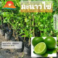 ราคา กิ่งมะนาวไข่ มะนาว ต้นไม้ ไม้ผล ต้นพันธ์ เมล็ดพันธ์ พันธุ์ไม้ ไม้มงคล ไม้ฟอกอากาศ เมล็ดดพันธุ์ สวนเขาหมาก มะนาว มะนาวลูกดก มะนาวบ้าน (8892008739)