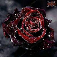 ราคา เมล็ดพันธุ์ Garden Seed กุหลาบ 30 เมล็ด กุหลาบสีแดงเลือด Blood Rose Seeds ดอกใหญ่ สินค้านำเข้า (7982356943)