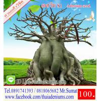 ราคา ขายเมล็ดชวนชม เมล็ดสำหรับการเพาะพันธุ์ ได้แก่เม็ดชวนชมอาราบิคั่ม เมล็ดชวนชมไทยโซโค เมล็ดชวนชมยักษ์ญี่ปุ่น เมล็ดชวนชมฮอลแลนด์ เมล็ดชวนชมยักษ์ซาอุ (1208966192)