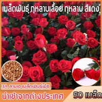 ราคา กุหลาบแดง บรรจุ 50 เมล็ด นำเข้า ของแท้ กุหลาบเลื้อยกลิ่นหอมแรงบิชอปดอกสีชมพู กุหลาบเมล็ด หลาบเมล็ด สีแดงกุหลาบเมล็ด Red rose Seed กุหลาบสายพันธุ์ต่างประเทศ กุหลาบ เมล็ดพันธุ์ กุหลาบเลื้อย เมล็ดพันธุ์ก