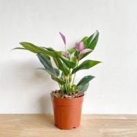 ราคา หน้าวัวแคระ มาพร้อมกระถาง (17297966195)