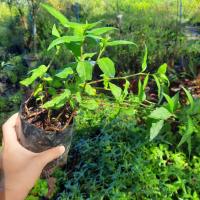 ราคา ชุด 3ถุง 135 บาท ต้นจิงจูฉ่าย ถุงใหญ่ ต้นโต แข็งแรงพร้อมปลูก จิงจูไฉ่ จินจูฉ่าย สมุนไพรใส่ในต้มเลือดหมู ขับลม บำรุงไต (16953441515)