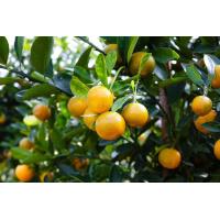 ราคา ต้นส้มจี๊ด ส้มจี๊ดสีทอง ส้มจี๊ด มังกรทอง ลูกดก Citrus Japonica Thunb ต้นสูง 35 40 ซม กระถาง 10 นิ้ว ต้นไม้มงคล ลูกสีทองดกทุกต้น ส้มมงคลสีทอง เป็นไม้มงคล มีความหมายถึงที่ดีปลูกแล้วจะความผาสุกดีงามเป็นม