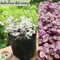 ราคา ริบบิ้นชาลีด่างชมพู ราคาถูก ต้นริบบิ้นชาลี ใบสวย (16194314855)