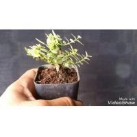 ราคา 5 ต้น เพรมน่าด่าง ต้นไม้บอนไซขนาดจิ๋ว บอนไซ ขนาดต้นสูง 5 7 ซม ต้นไม้จิ๋ว เพรมน่าไต้หวันด่าง อายุประมาณ 2 ปี ต้นไม้สายย่อ (20977702319)
