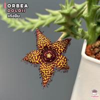 ราคา เก๋งจีน Orbea doldii แคคตัส กระบองเพชร cactus succulent (16253483909)
